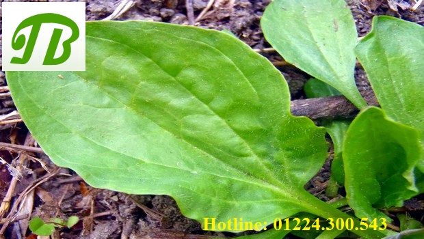 Description: C:\Users\hi\Downloads\how-to-treat-burns-on-hand-plantain-leaves-1434772532577.jpg