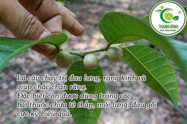 lá cây chay tại thảo dược Thanh Bình