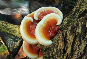 UNG THƯ - UNG BƯỚU - U XƠ