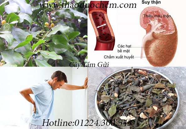 cây tầm gửi