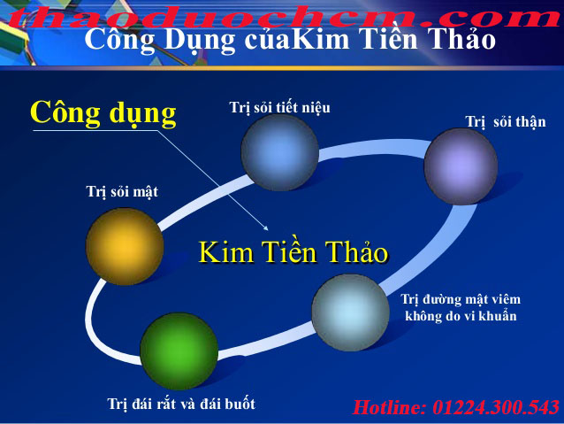 kim tiền thảo