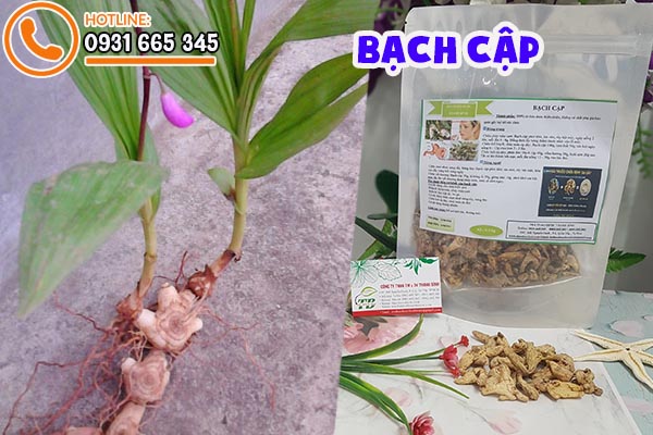 bạch cập thảo dược thanh bình