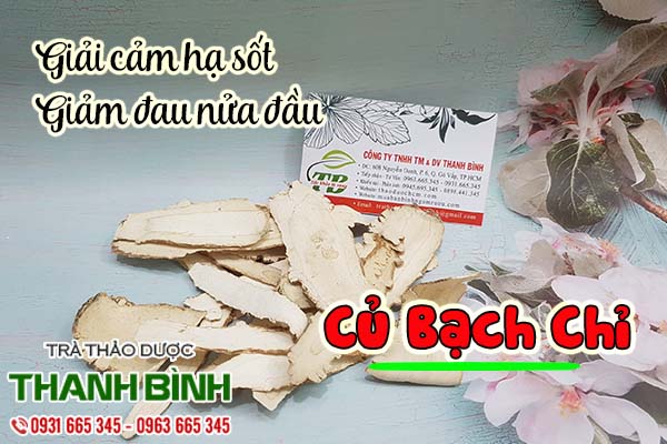 củ bạch chỉ thảo dược thanh bình