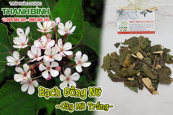 bạch đồng nữ thảo dược thanh bình