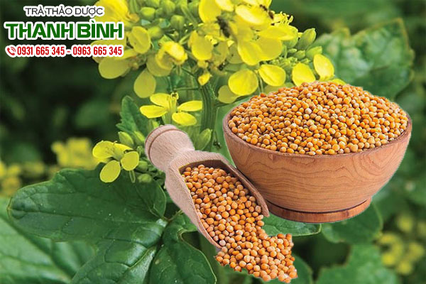 bạch giới tử tại thảo dược Thanh Bình