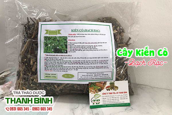 cây kiến cò thảo dược thanh bình