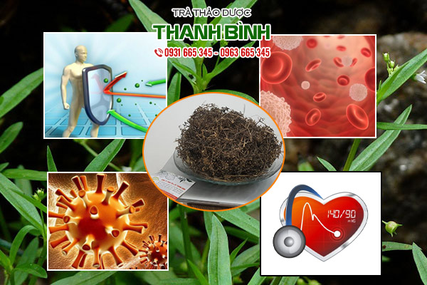 bạch hoa xa thiệt thảo