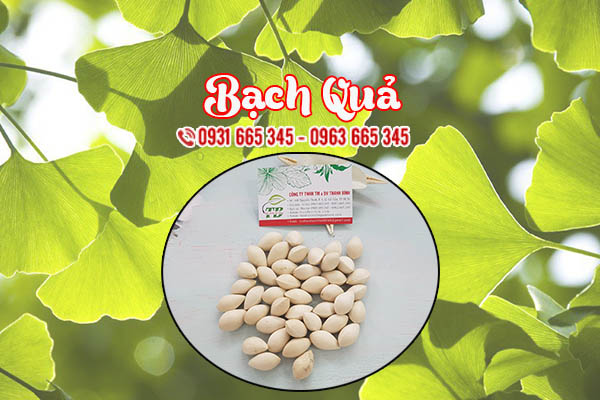 bạch quả thảo dược thanh bình