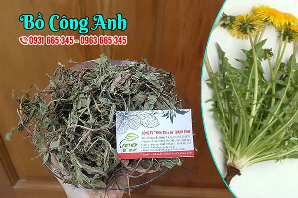 bồ công anh thảo dược thanh bình