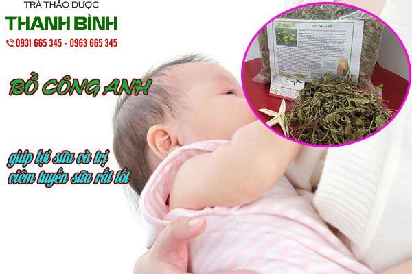 bồ công anh thảo dược thanh bình