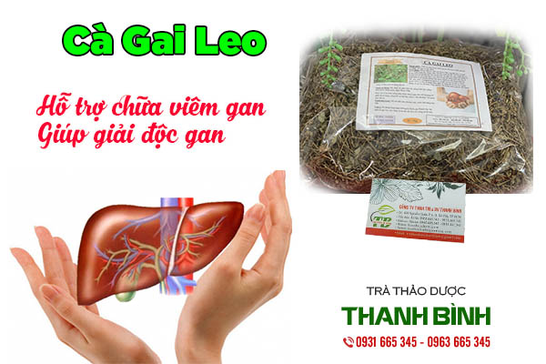 cà gai leo thảo dược thanh bình