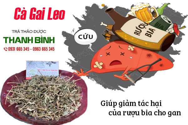 cà gai leo thảo dược thanh bình