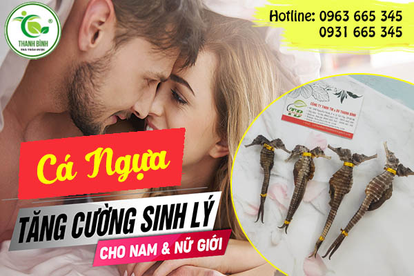 cá ngựa thảo dược thanh bình