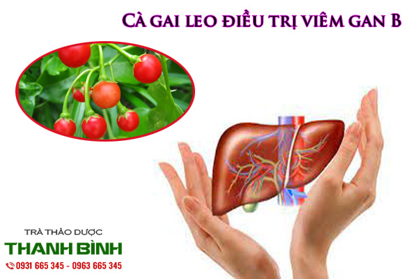 cà gai leo thảo dược thanh bình