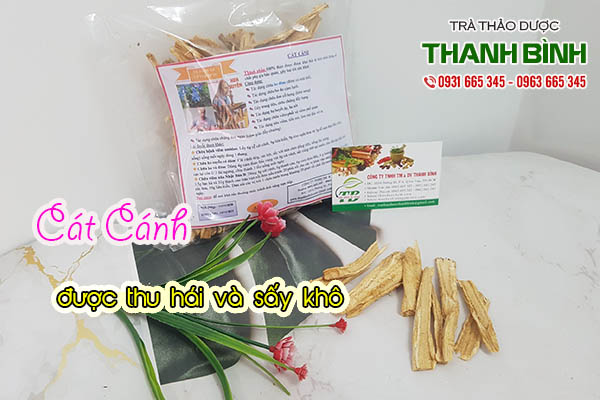 cát cánh thảo dược thanh bình