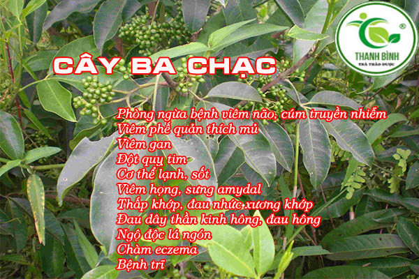 cây ba chạc tại Thảo dược Thanh Bình