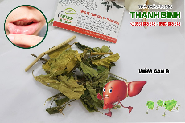 cây bìm bịp tại thảo dược Thanh Bình