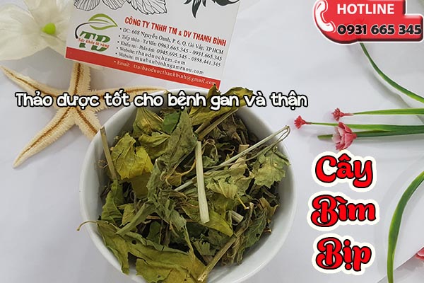 cây bìm bịp thảo dược thanh bình