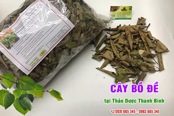 Cây bồ đề Thảo Dược Thanh Bình