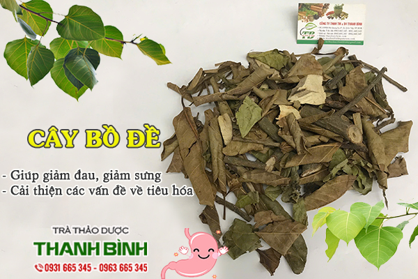 Cây bồ đề Thảo Dược Thanh Bình