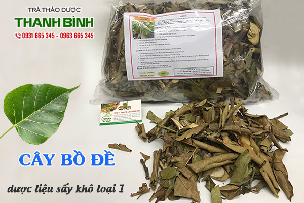 Cây bồ đề Thảo Dược Thanh Bình