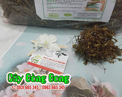 cây bòng bong thảo dược thanh bình