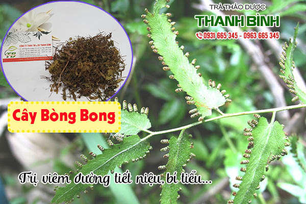 cây bòng bong thảo dược thanh bình