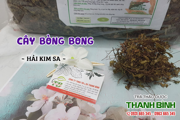 cây bòng bong thảo dược thanh bình