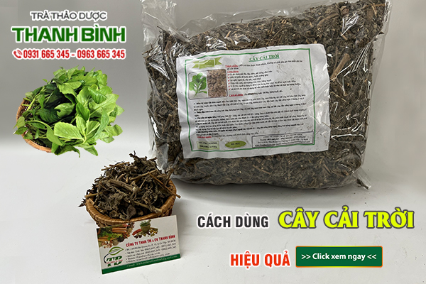 Cây cải trời Thảo Dược Thanh Bình