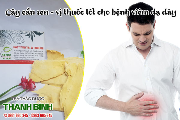 cây cần sen thảo dược thanh bình