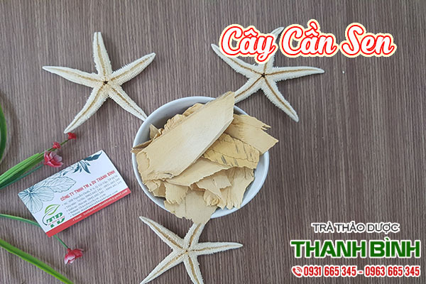 cây cần sen thảo dược thanh bình