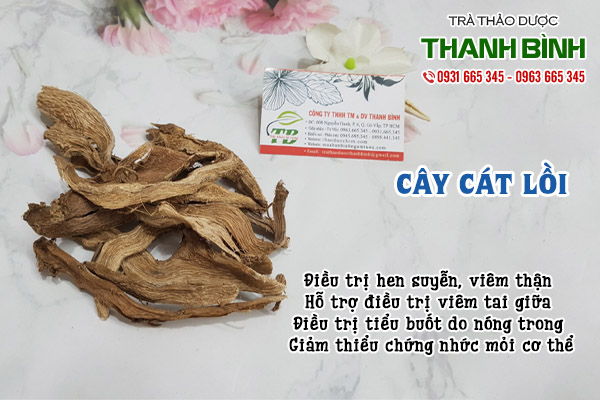 cây cát lồi tại thảo dược thanh bình