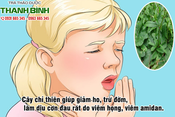 cây chỉ thiên tại Thảo dược Thanh Bình