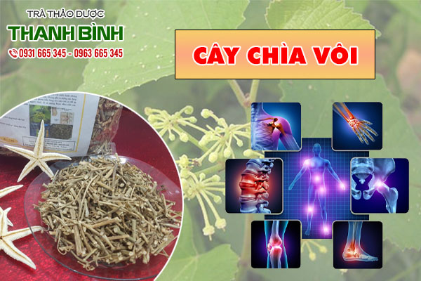 cây chìa vôi thảo dược thanh bình