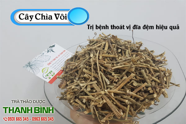 cây chìa vôi thảo dược thanh bình