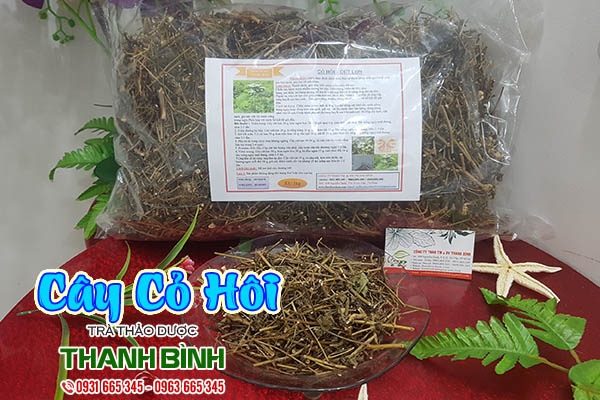 cây cỏ hôi thảo dược thanh bình