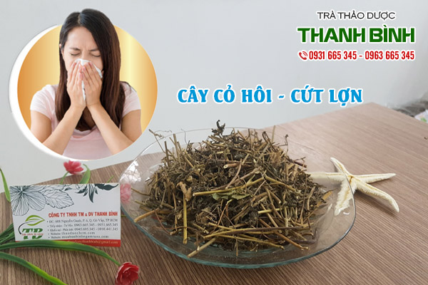 cây cỏ hôi thảo dược thanh bình