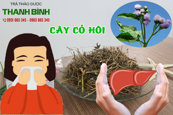 cây cỏ hôi thảo dược thanh bình