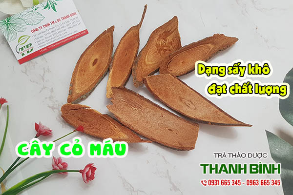 cây cỏ máu thảo dược thanh bình