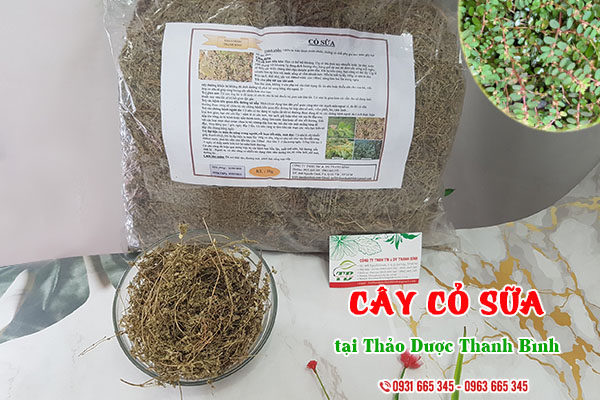 Cây cỏ sữa Thảo Dược Thanh Bình