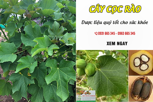 Cây cọc rào (ba đậu nam) Thảo Dược Thanh Bình