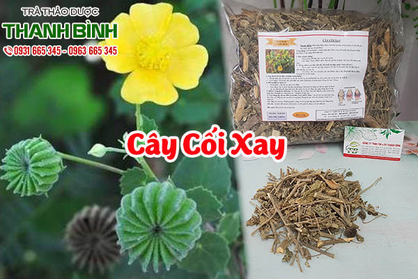 cây cối xay thảo dược thanh bình