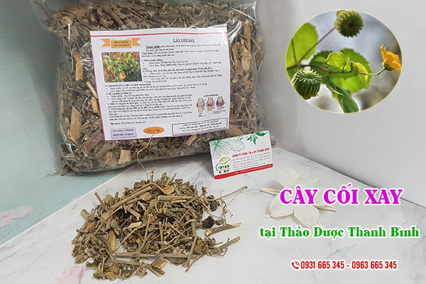 Cây cối xay Thảo Dược Thanh Bình