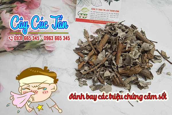 cây cúc tần thảo dược thanh bình