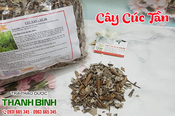 cây cúc tần thảo dược thanh bình