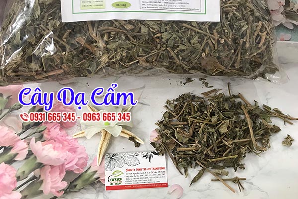 cây dạ cẩm thảo dược thanh bình