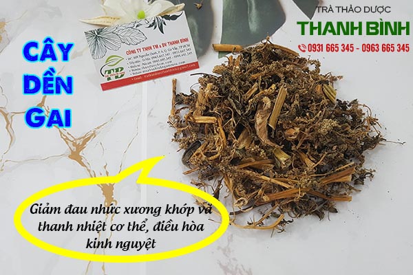 cây dền gai thảo dược thanh bình