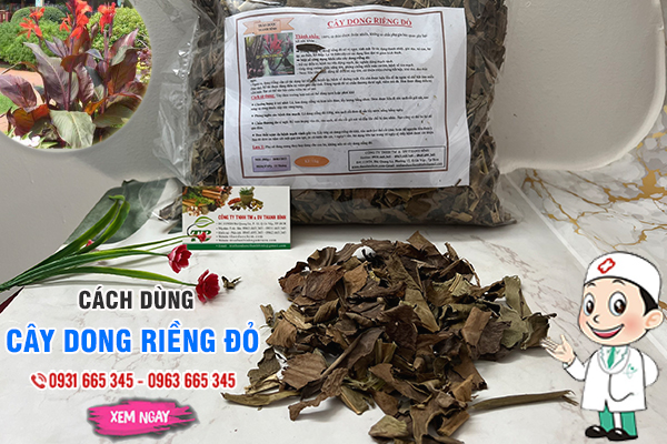 Cây dong riềng đỏ Thảo Dược Thanh Bình