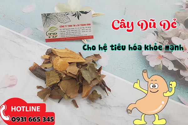 cây dũ dẻ thảo dược thanh bình