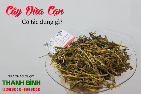 cây dừa cạn thảo dược thanh bình